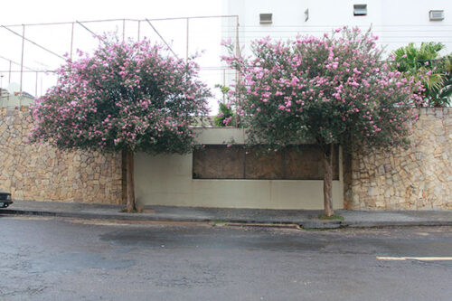 ÁRVORES URBANAS – Grupo Verdejar Franca